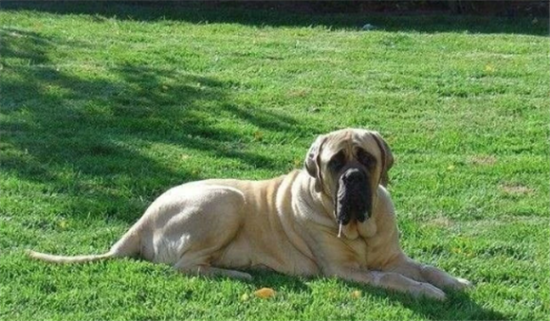 马斯蒂夫犬长什么样