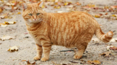 橘猫虎斑纹是什么品种