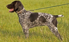 <b>沙克犬与惠比犬哪个好</b>
