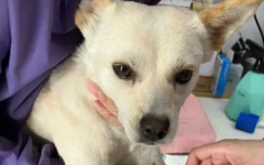 小型母犬绝育最佳时期
