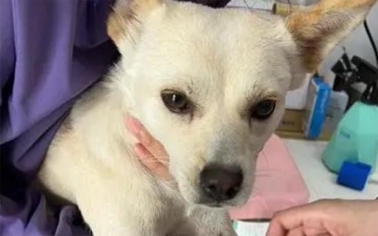 小型母犬绝育最佳时期