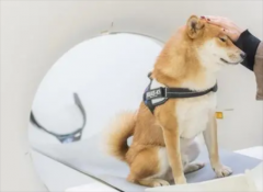 <b>狗狗如何回奶最快最有效</b>