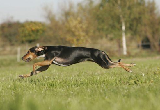 沙克犬是哪个国家的