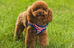 <b>狗狗吃猪肝是回奶还是下奶</b>