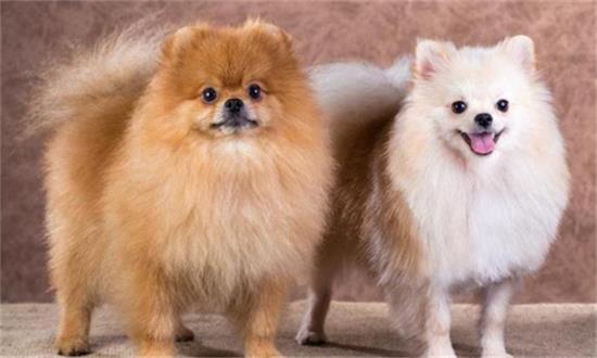 观赏犬和宠物犬的区别