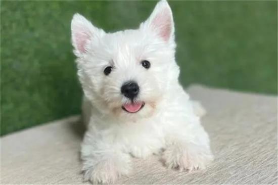 西高地犬的优缺点