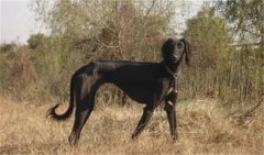中国细犬和灵缇犬的区别