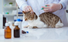 <b>猫要打什么疫苗</b>