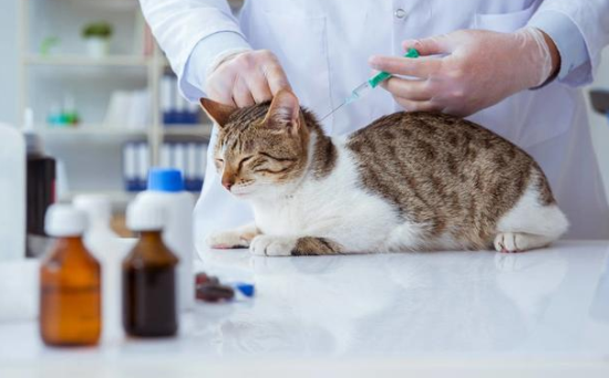 猫要打什么疫苗