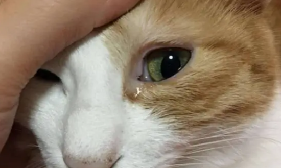 猫眼睛流泪是怎么回事