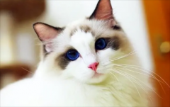 猫眼角有褐色分泌物