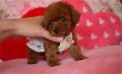 <b>茶杯泰迪是畸形犬吗</b>