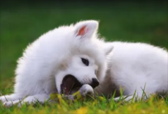 <b>适合家养的大型犬推荐</b>