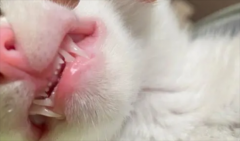 <b>猫咪一生换几次牙</b>
