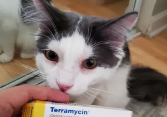 猫神经炎吃什么药好得快