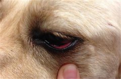 狗狗角膜炎用什么眼药水