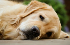 <b>狗狗得了皮肤病用什么药最有效</b>