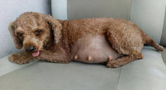 狗肚子里有死胎的表现