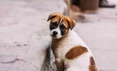 <b>狗发情前期有什么症状</b>