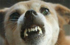 <b>狗感染狂犬病的症状</b>