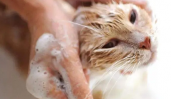 <b>猫咪多长时间洗一次澡比较好</b>