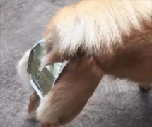 <b>狗避孕最简单的方法</b>