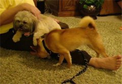 <b>调教幼犬如何调教</b>
