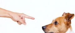 <b>骂狗时绝对禁止的5种行为，你还在犯吗？</b>