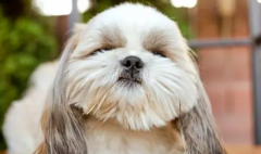 <b>便宜又好养的小型犬</b>