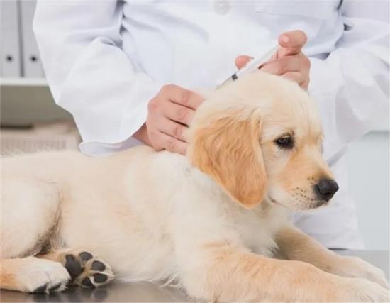 幼犬刚到家，该如何饲养？掌握这7点不难！