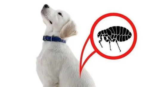 狗狗有没有寄生虫，主要看什么地方，怎么看？