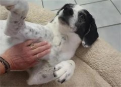 <b>狂犬病死率几乎100%，被狗咬伤后应如何紧急处理？</b>