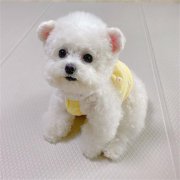 <b>小狗后腿发抖是怎么回事</b>