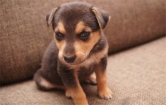 <b>狗狗干呕伴随咔咔声</b>