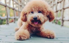 <b>狗狗多久吃一次鸡胸肉？</b>