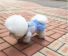 <b>狗狗嗜睡不爱动没精神是怎么回事？</b>