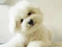 <b>狗狗可以吃干脆面吗</b>
