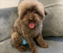 <b>狗狗呼哧呼哧的像哮喘</b>