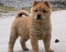 <b>土狗多久成年</b>