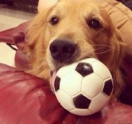 <b>狗狗配种的全过程和注意事项</b>