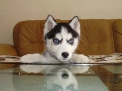 <b>母犬发情的症状是什么</b>