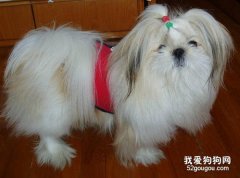 如何打扮西施犬好看