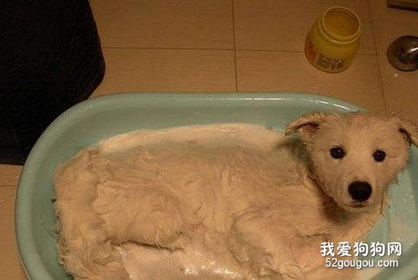 萨摩耶犬洗澡