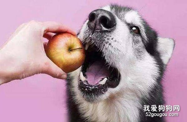 狗狗吃水果