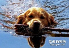 带狗狗游泳注意事项