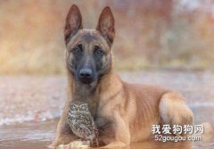 以下几个方面教你如何养好一只马犬