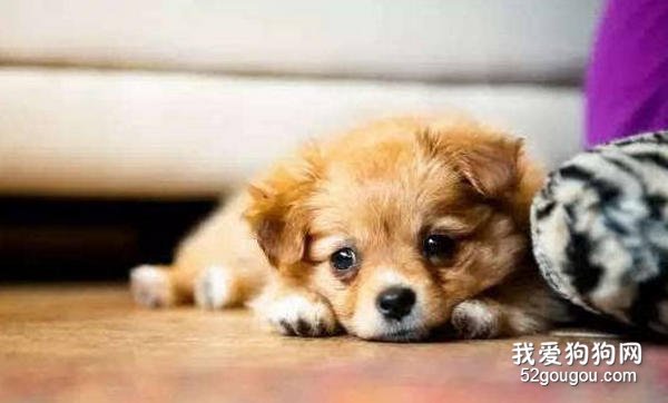 小狗拉稀怎么办