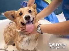 狗狗用什么样的沐浴露洗澡最好