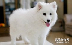 日本银狐犬要怎么打理 有哪些注意事项