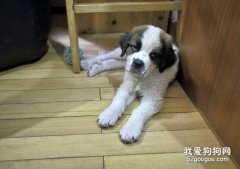 圣伯纳犬乱咬东西怎么办